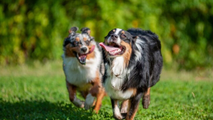 7 Reasons Why You Should Get a Second Dog (and 7 Why You Shouldn’t)