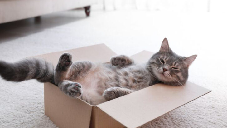 13 Reasons Your Cat Chooses the Strangest Sleeping Spots (And Why It’s Not Random at All)