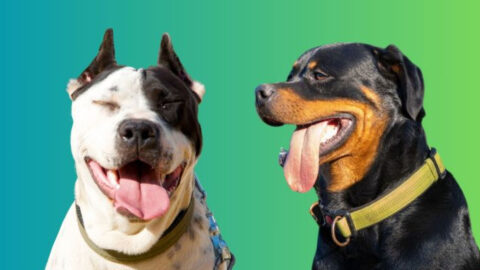 Rottweiler or Pit Bull? 12 Personality Traits That Make the Choice