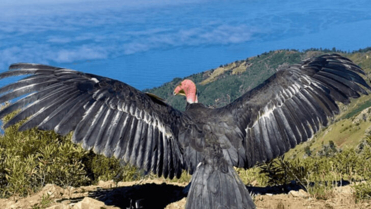 14 Species Living Only on America’s Highest Peaks