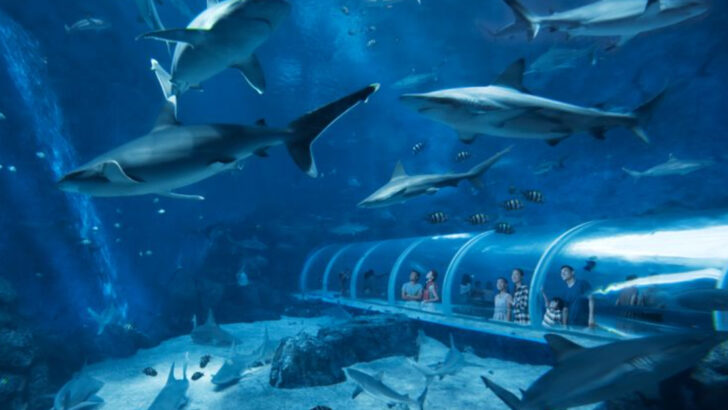 spectacular-aquariums-around-the-globe-worth-the-trip