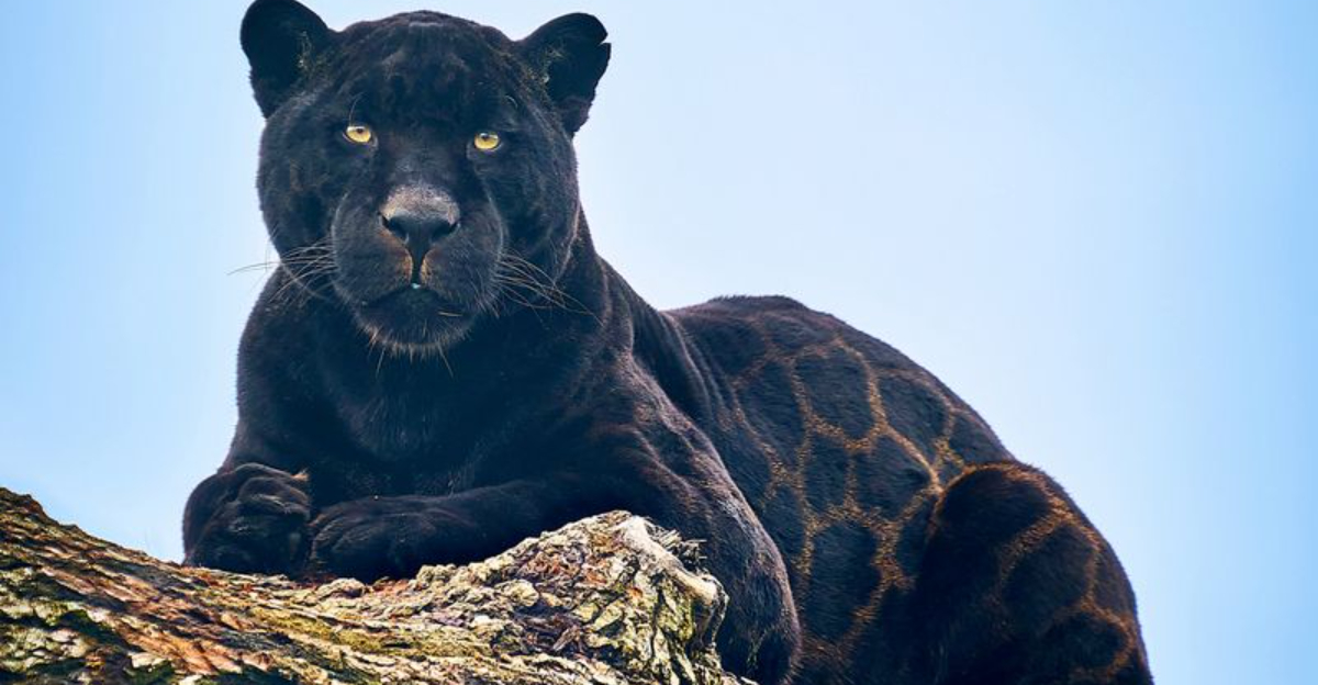 18 Stunning Black Animals That Reveal The Beauty Of Melanism 18 Stunning Black Animals That Reveal The Beauty Of Melanism