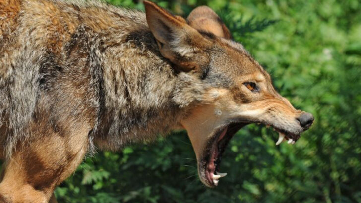 16 Surprising Facts About the Red Wolf—America’s Most Endangered Canine
