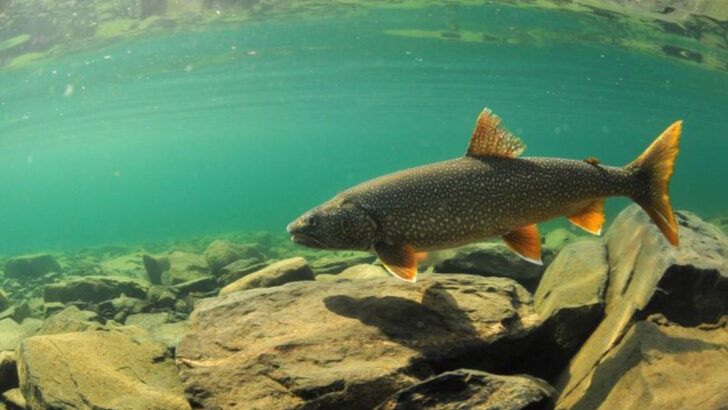 These American Lakes That Lost Their Most Valuable Fish Species