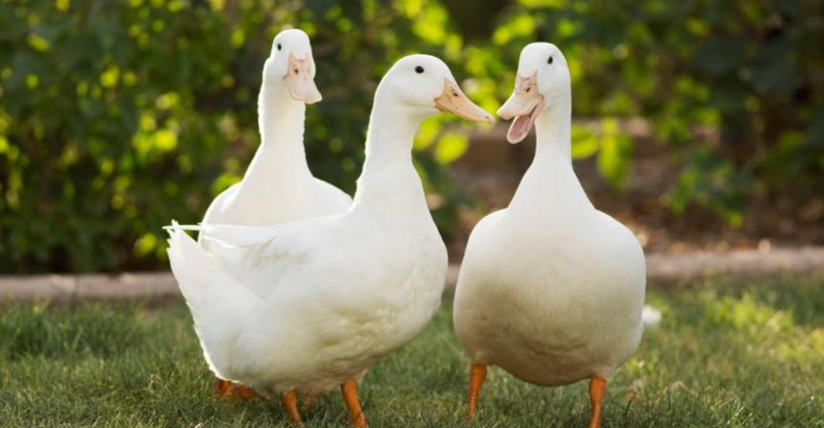 Ognu Duck 12 Things No One Tells You About Keeping a Pet Duck - Exploring Animals