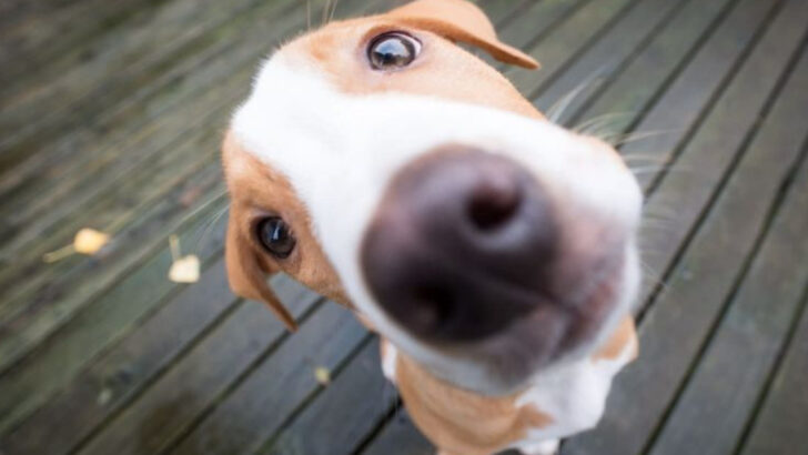 15 Things That Explain Your Dog’s Angel-and-Devil Personality