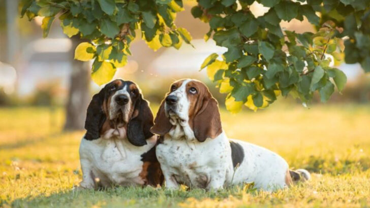 14 Things You Didn’t Know About the Basset Hound—Low to the Ground, High on Personality