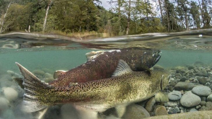 This American River Hosts the Largest Spawn of Wild Salmon Each Year