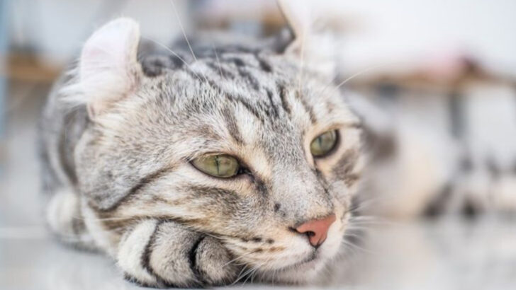 20 Tiny Cat Breeds Perfect for Small Spaces and Lots of Love