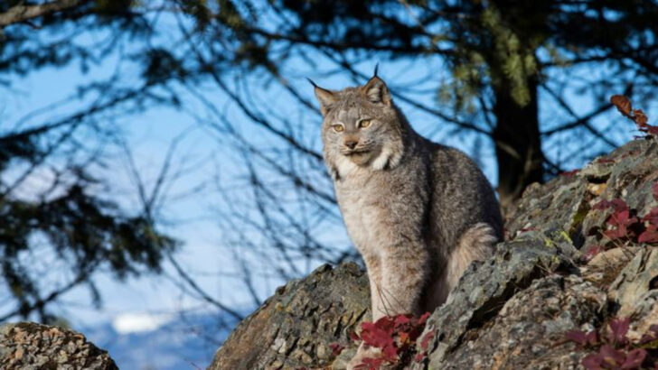 unforgettable-wildlife-encounters-in-rocky-mountain-national-park