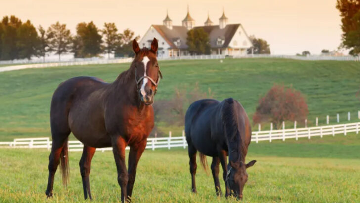 The 16 U.S. State With the Highest Horse Population