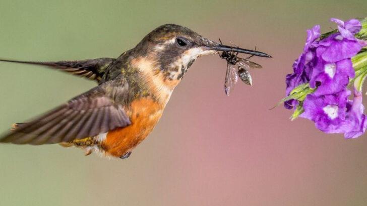 12 Ways Hummingbirds Adapted Their Feeding Strategies to Thrive in New Landscapes