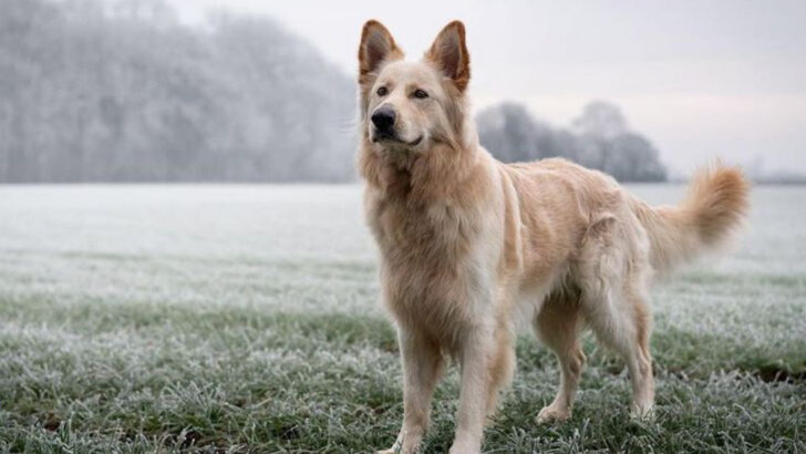 14 Ways the Golden Shepherd Combines the Best of Two Breeds