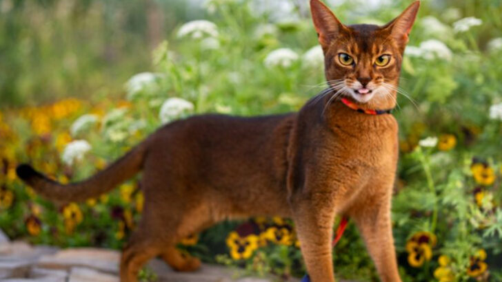 8 Well-Behaved Cat Breeds and 8 That Break All the Rules
