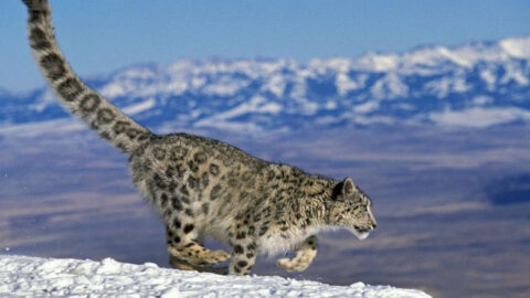 17 Wild Animals That Stun With Their Unique Patterns - Exploring Animals