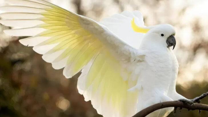 You Won’t Believe How Long These 16 Birds Stay Alive