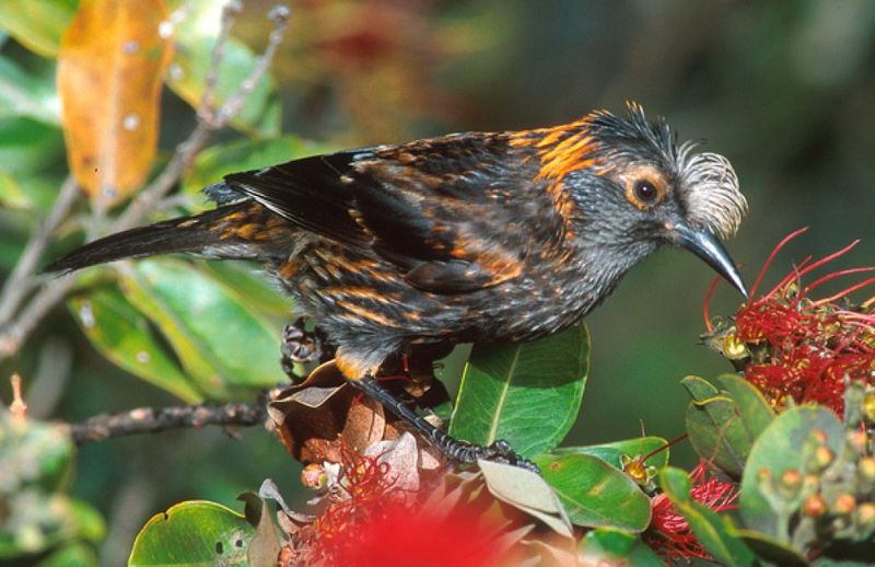 ‘Ākohekohe (Crested Honeycreeper)