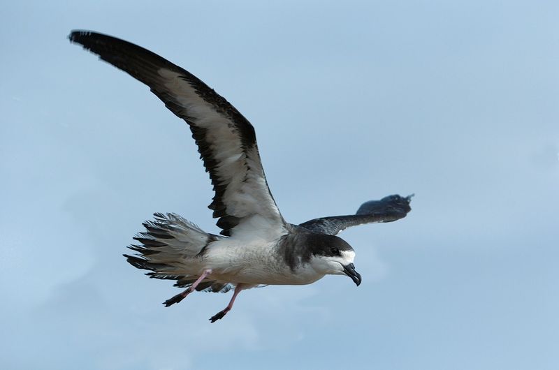 ‘Ua‘u (Hawaiian Petrel)