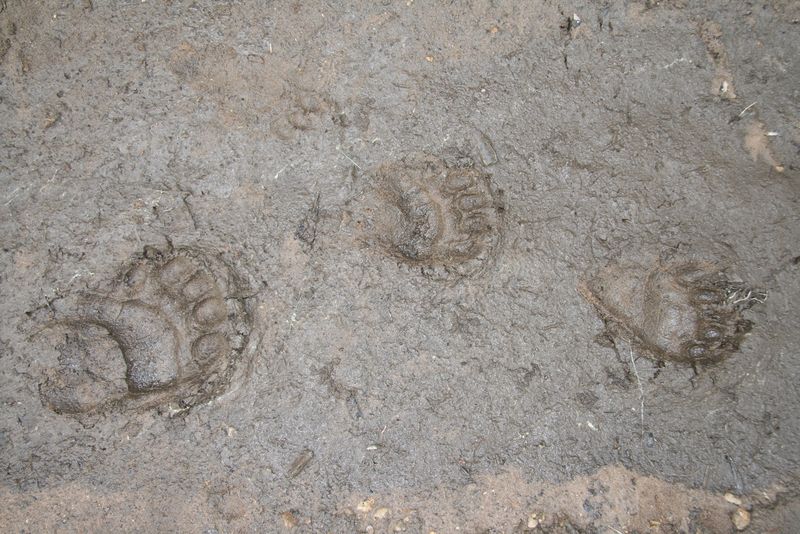 1. Large Footprints