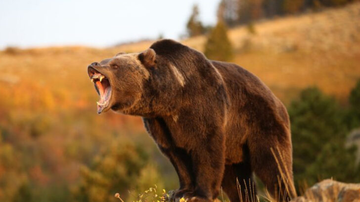 10 Animals Hunters Avoid—Because the Risk Isn’t Worth the Reward