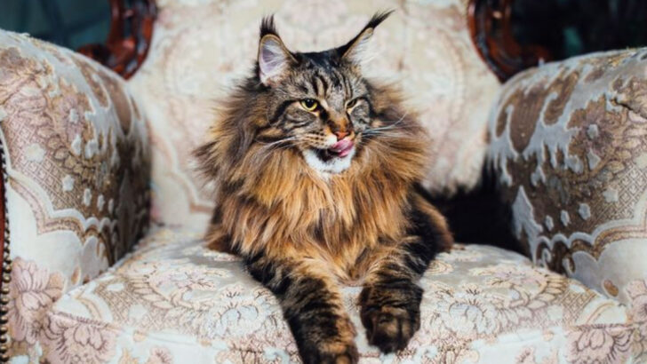 10 Cats Full of Sass and 10 That Are Always Calm and Collected