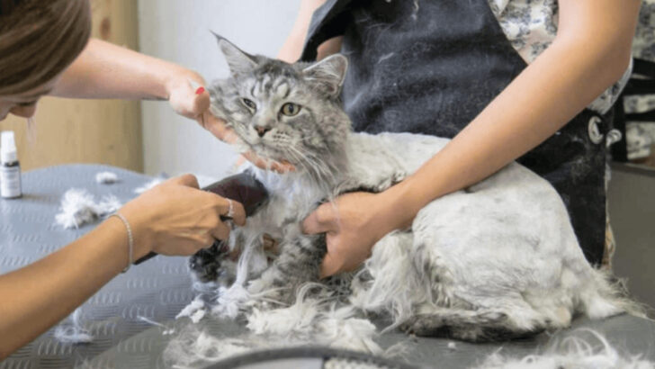 10 Cats That Are Easy to Groom (and 10 That Need High Maintenance)
