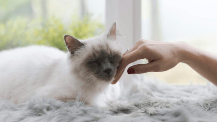 10 Cats That Heal Your Soul (and 10 That Keep the Rodents Away)