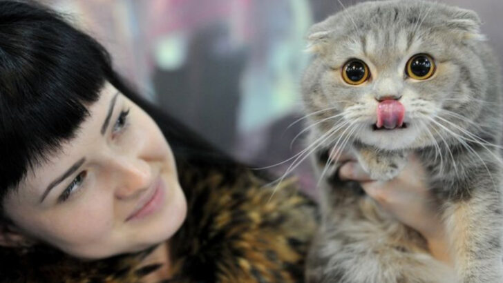 10 Cats That Love Meeting New People (And 8 That Need Proper Introductions)