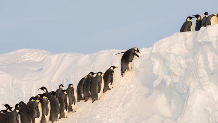 10 Clumsiest Climbers in the Animal World (And 9 That Scale Anything Like Spiderman)