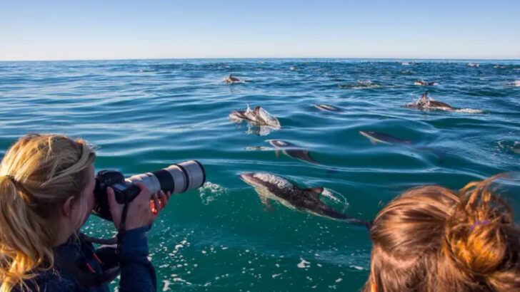 10 Coastal Areas Where You Can Spot Dolphins from Shore