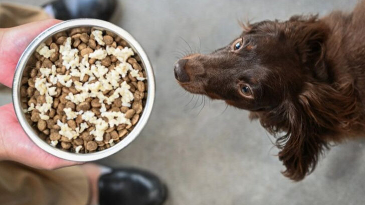 10 Common Pet Food Ingredients Veterinarians Avoid (And 6 They Recommend Instead)