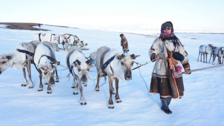 10 Cool Facts About Reindeer (And 3 That Might Break the Holiday Magic)