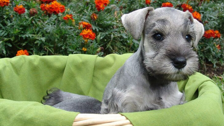 10 Dog Breeds Empty-Nesters Should Avoid (And 10 Perfect for Their New Lifestyle)