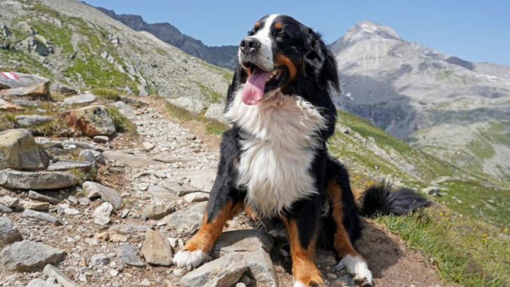 10 Dog Breeds That Can Live Happily Outdoors Year-Round (And 10 That Never Could)