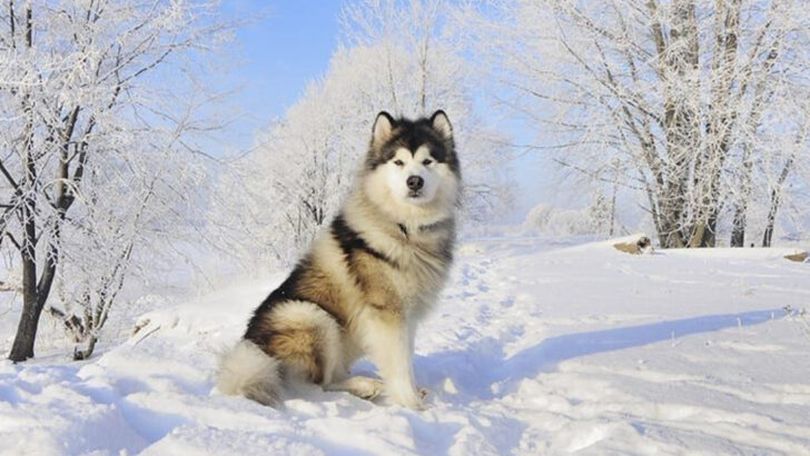 10 Dog Breeds That Could Survive Without Humans (But Would Miss Us Anyway)