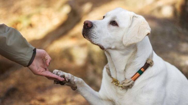 10 Dog Breeds Women Over 50 Regret Adopting (And 7 That Actually Make Life Easier)