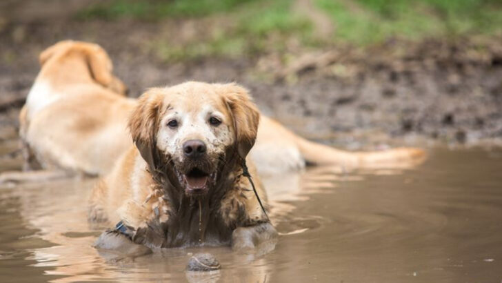 10 Dogs That Are Surprisingly Clean (And 10 That Love Getting Messy)
