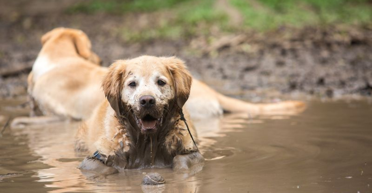 10 Dogs That Are Surprisingly Clean (And 10 That Love Getting Messy ...