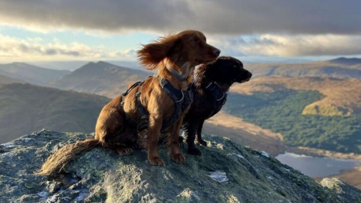 10 Dogs That Make Great Hiking Buddies (And 8 That Wait Patiently by the Tent)