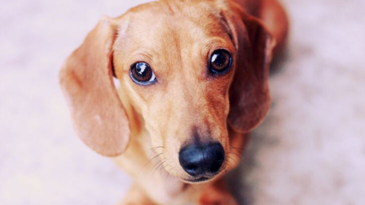 10 Dogs with Soulful Eyes (And 10 with Ears Bursting with Personality)