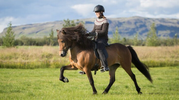 10 Easiest Horse Breeds to Train (And 5 That Will Test Your Limits)