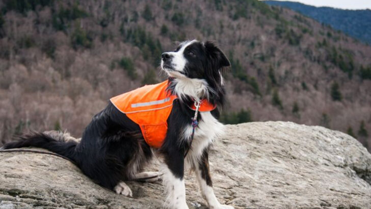 10 Endurance Dogs for Long Adventures and 10 Sprinters for Short, Fast Runs