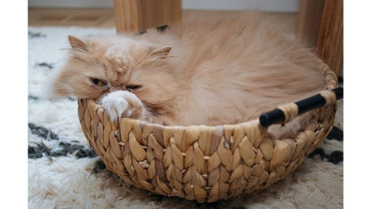 10 Giant Cats Who Still Try to Fit in Tiny Boxes (and 6 Small Cats Who Rule the House)