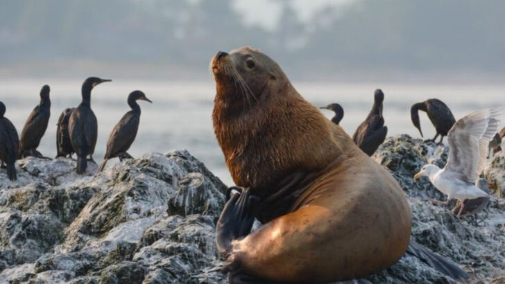 10 Marine Mammals That Are Vanishing From U.S. Coastal Waters (And 5 Making Surprising Recoveries)