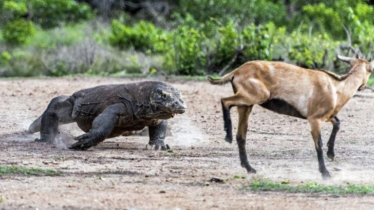 10 Most Fearless Animals That Attack Anything (And 10 That Run From Their Own Shadow)