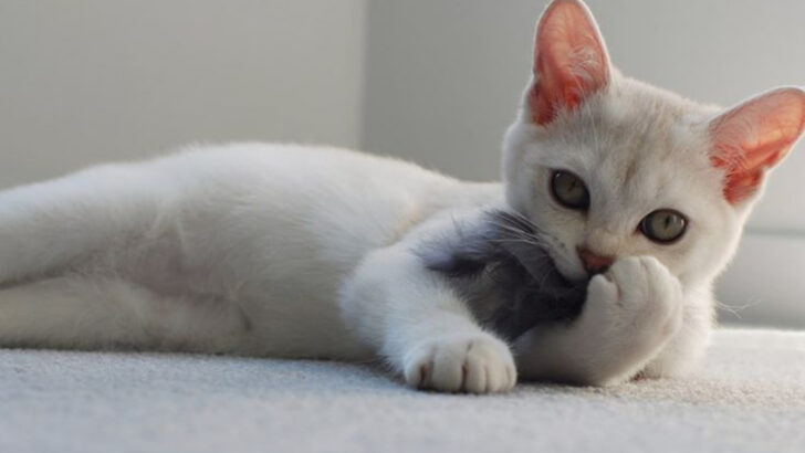 10 Most Popular Cat Breeds (and 10 Rare Breeds)