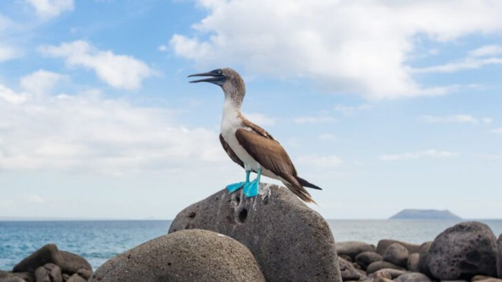 10 Must-See Animals Living in America’s Volcano Zones