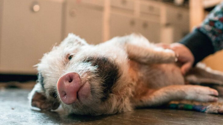 10 Reasons Pot-Bellied Pigs Make Great Pets (Plus 5 Challenges to Know)