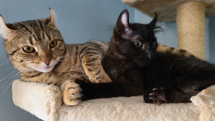 10 Reasons the Highlander Cat Stands Out in the Feline World