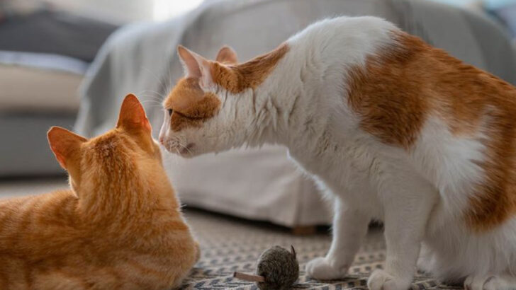 10 Red Flags When Adopting Cats (And 10 Signs You’ve Found the Perfect One)